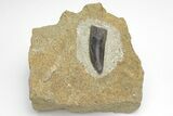 Tyrannosaur Tooth in Sandstone - Two Medicine Formation #207717-2